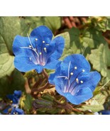 2,000+ California Desert Bluebell Seeds for Borders, Pavers &amp; Rock Gardens - $14.35