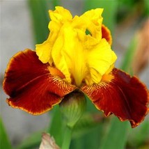 1 plant - Iris germanica All That Jazz (Iridaceae) - £7.78 GBP