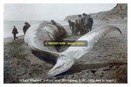 rp13472 - Whale washed up near Blackgang , Isle of Wight - print 6x4 - $2.80