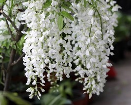 10 Purely White Chinese Wisteria Flower Seeds for Garden - $14.00