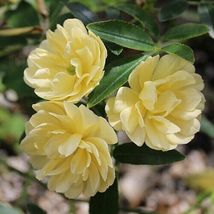 Rosa Lutea Lady Banks Yellow Live Plants #STR11 - $98.17