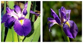 Louisiana Iris Louisiana Purple-native American wildflower - Live STARTER Plant - £27.51 GBP
