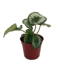 Escargot Rex Begonia Plant 2.5&quot; Pot - $27.99