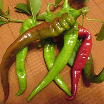 25 Seeds Italian Long Hots Pepper Vegetables Garden - £7.67 GBP