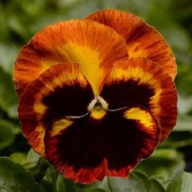 Pansy Seeds Pansy Matrix Solar Flare 25 Seeds Extra Large Flowers - £16.37 GBP
