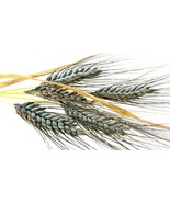 1000 Einkorn Wheat Seeds Heirloom Organic The New Old Wheat From US - £19.83 GBP