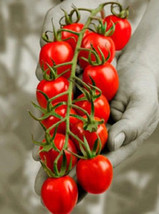15 Strawberry Tomato Seeds-1097A - £3.18 GBP