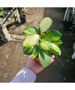 Hoya Australis Lisa, 4" Pot - €20,40 EUR Hoya Australis Lisa, 4" Pot - €20,40 EUR