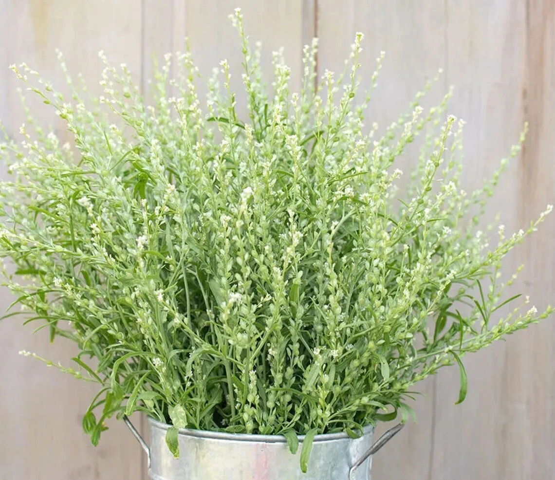 50 Persian Cress Flower Seeds USA Seller - $8.50