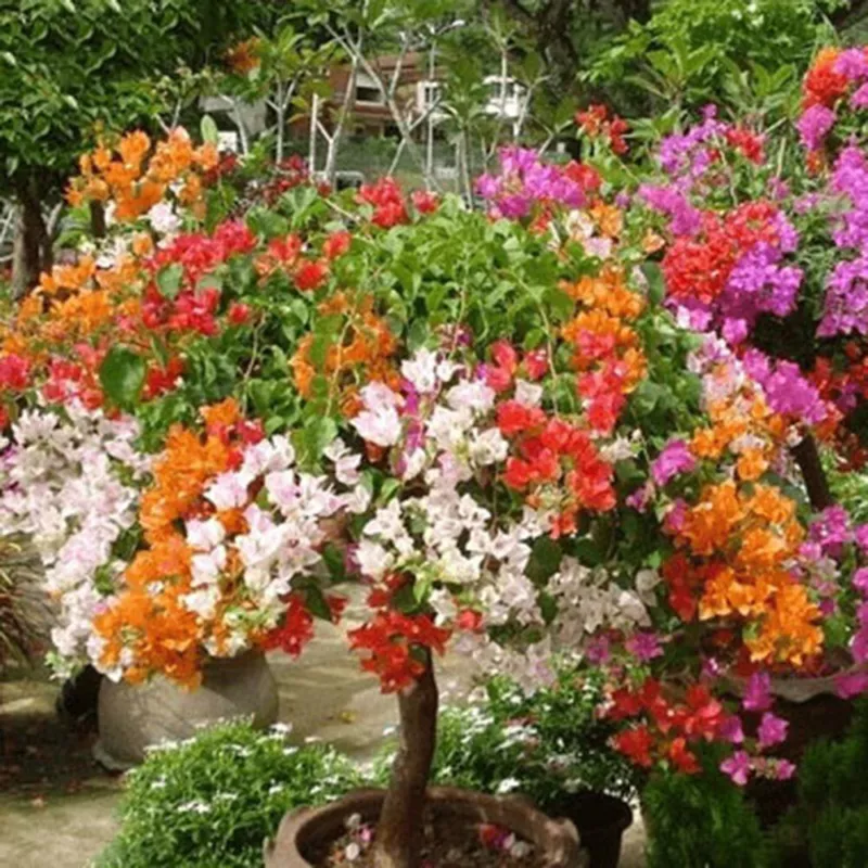 1 Pack 100 Mixed Color Bougainvillea Bonsai Flower Plant Seeds Home Gard... - $2.53 CAD