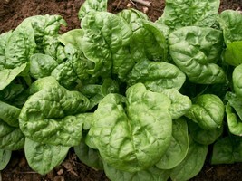 200 Bloomsdale Spinach Seeds Fresh Harvest For 2024 GardensFrom US  - $8.35