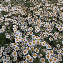 Organic Feverfew Fast Shipping - £7.73 GBP