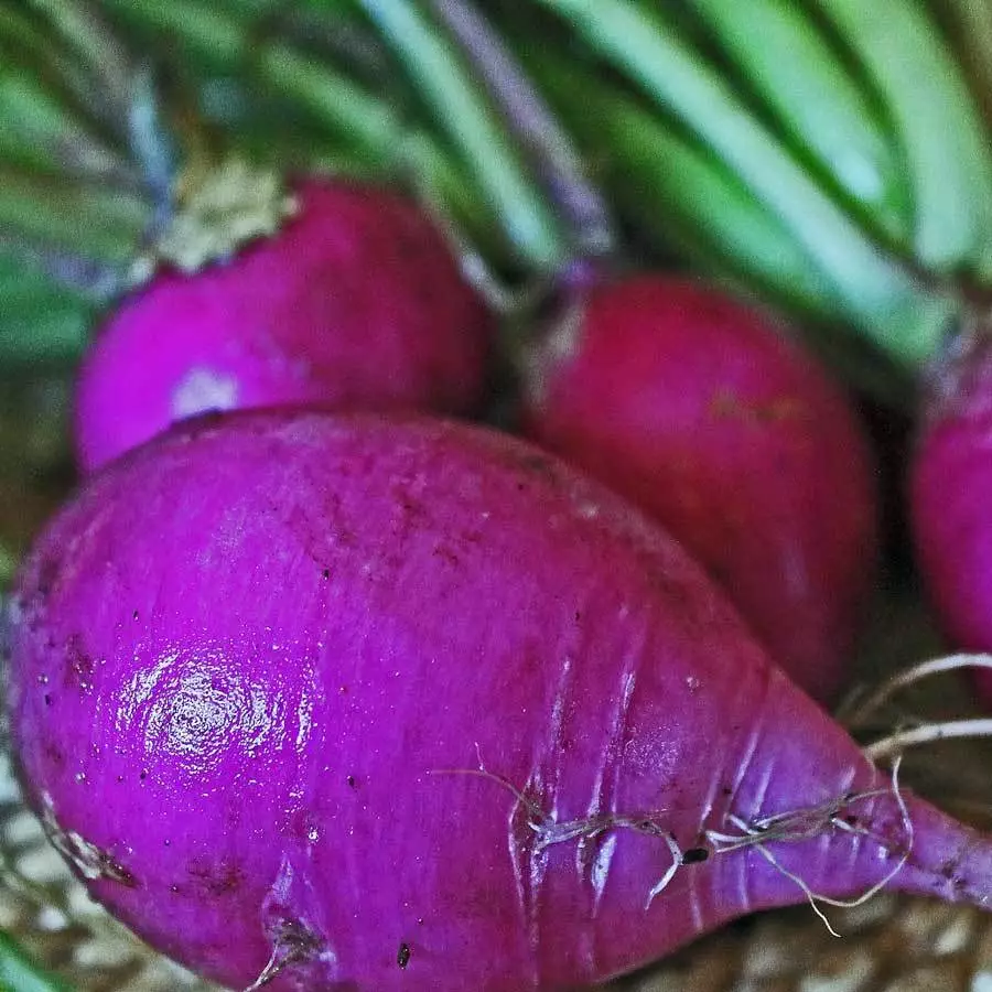 LWS Purple Plum Radish Non Gmo Garden Planting 150 Seeds Fast Shipping - €8,35 EUR