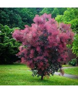 Smoke Tree (Cotinus Coggygria) Seeds USA SELLER - £14.06 GBP