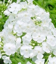 New!!    30+ Fragrant Bright White Phlox Flower Seeds / Perennial - $14.51