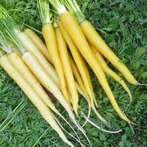 Solar Yellow Carrot Seeds | Non-GMO | US SELLER | Seed Store | 1083 - £5.42 GBP
