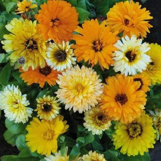 Calendula Fiesta Gitana Dwarf Mix Pot Marigold Heirloom Flowers Edible 100 Seeds - £7.80 GBP