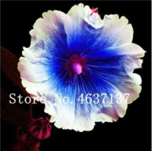 100 Seeds Double Hollyhock Flower Bonsai Mixed Potted Althaea Rosea Flower So Be - £7.84 GBP