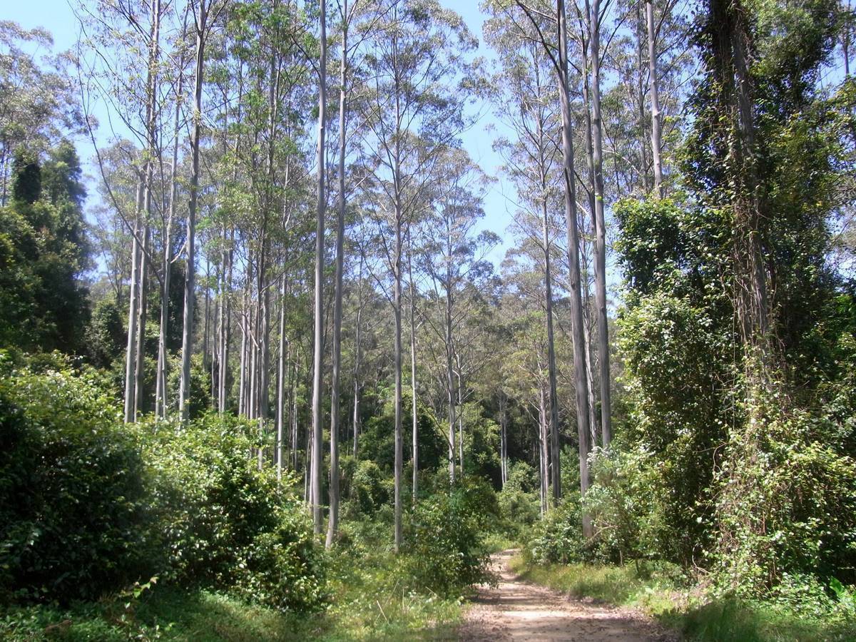 Eucalyptus Saligna Sydney Blue Gum Tree 5 seeds Fresh Gardening - $17.96