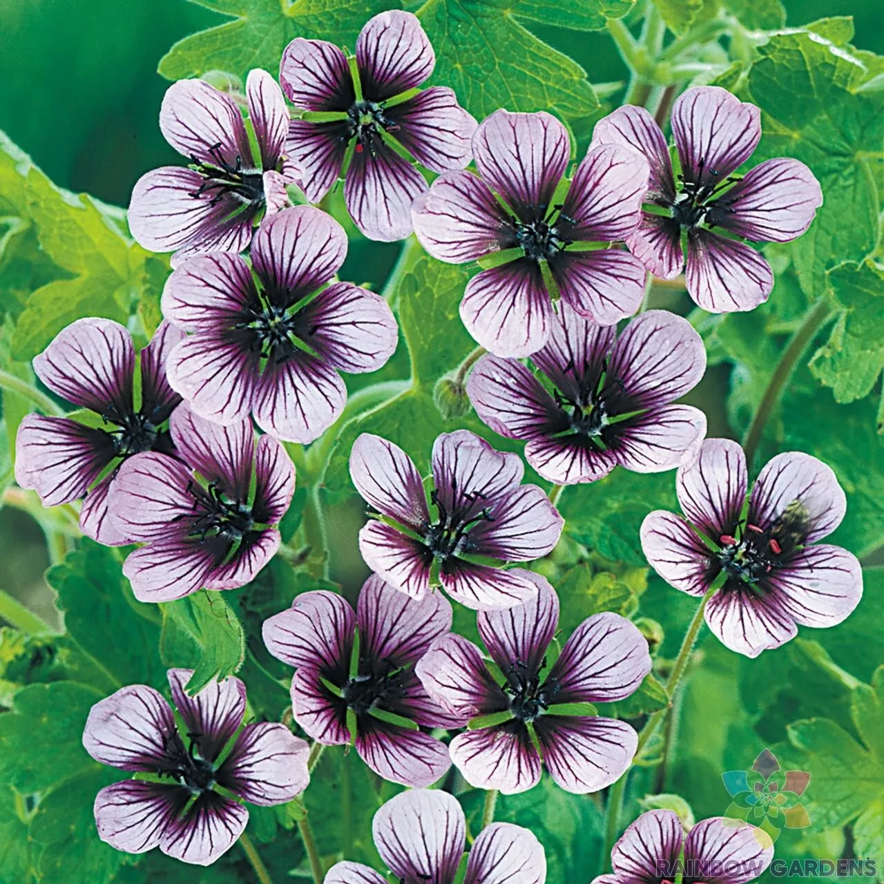 25+ Geranium Sanguineum Alba Seeds for Garden Planting - €4,35 EUR