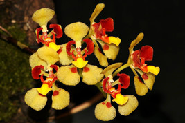 ONCIDIUM COLORATUM / GOMESA COLORATA SMALL ORCHID POTTED - $69.00