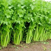 FA Store 1 Oz Tall Utah Celery Seeds Organic Heirloom Vegetable Summer - $15.10