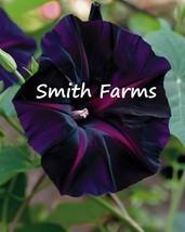 SL 25+ Seeds Black Velvet Morning Glory Flowers (Ipomoea Purpurea &#39;Black Velvet&#39; - £3.36 GBP