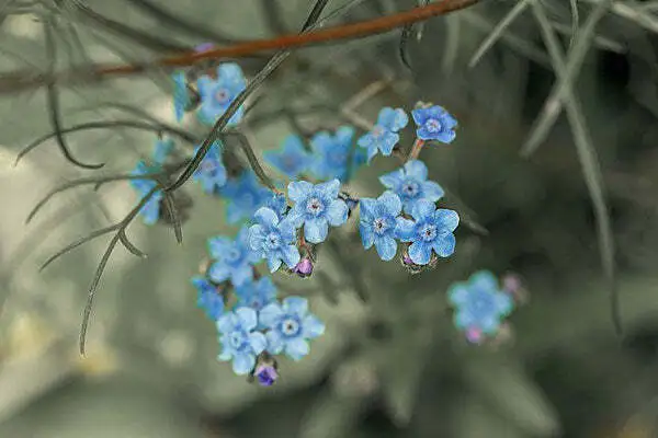 US Seller Cynoglossum Amabile Chinese Forget Me Not Blue Showers 100 Seeds - £23.18 GBP