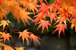 50 Seeds Red Maple Tree Perfect For Garden Planting Immediate Gardening Start - $16.96