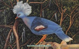 Goura Goura Colorful Pigeon Bird Parrot Jungle Miami Florida linen postcard - £5.06 GBP