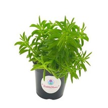 Taco Plant/Peperomia axillaris/Happy Bean/Peperomia ferreyrae Yunck/philodendron - £11.00 GBP