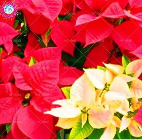 Golden Hosta: Luxurious Gold in Your Garden - $5.45