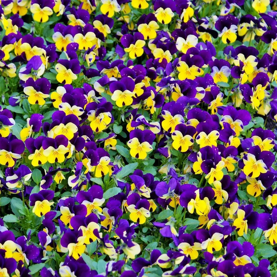 Johnny Jump Up Viola Flower Cornuta Tricolor 300 Seeds - £7.66 GBP