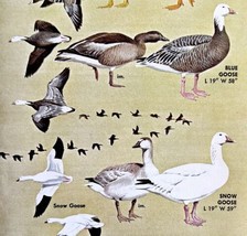 Goose Geese Varieties And Types 1966 Color Bird Art Print Nature ADBN1r - £16.11 GBP