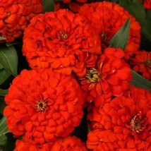100+ Magellan Scarlet Zinnia Seeds | Bright Red Annual Flowers - $16.50