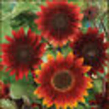 50 Seeds! Sunflower Rouge Royale Red Bees, Butterflies, Pollinators Love Non-GMO - $12.00