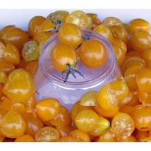 USA SELLER Blondkopfchen Organic Tomato Seeds Fast Shipping - £7.31 GBP