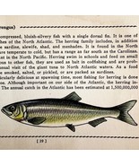Herring 1939 Salt Water Fish Gordon Ertz Color Plate Print Antique PCBG19 - $552.13 MXN
