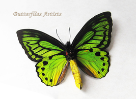 Emerald Birdwing Ornithoptera Priamus Poseidon Butterfly Entomology Shadowbox  - $124.99