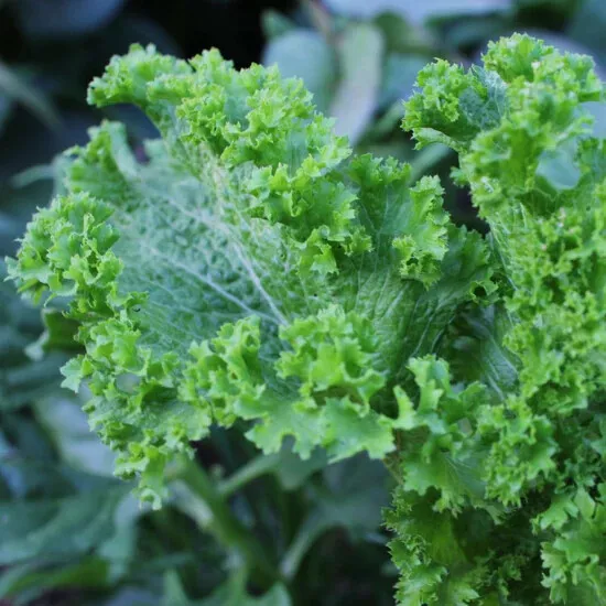 CLK 250 Green Wave Mustard Seeds, Spicy Mustard Greens Herb Seeds - $8.64