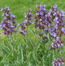 100 Seeds Of Sage Broadleaf Common Perennial Seasoning Teas Antioxidant - £7.01 GBP