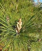 Pinus Radiata Monterey Pine Tree Seeds #GRG03 - £14.40 GBP