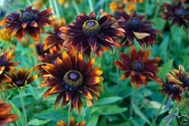 TH   30Seeds Rudbeckia Moreno Flower Seeds - £11.34 GBP