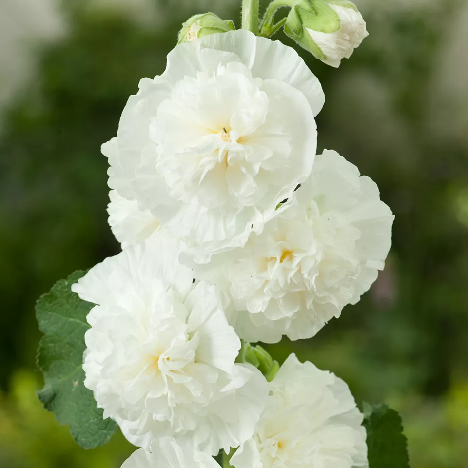 40 Seeds Hollyhock White Chaters Double Alcea Rosea Perennial Flower - £7.81 GBP