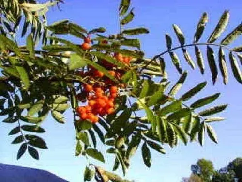 Fresh Ash Tree Mountain - Amur - Rowan - Sorbus Aucuparia Jocad (20 Seeds) Garde - £25.89 GBP