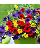 SL Mix Calibrachoa Garden Petunia Shuttlecock Flower Horn Bonsai Flower ... - $2.75