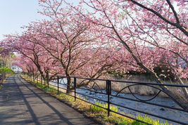 20 Japanese Cherry Blossom Tree Seeds, P. serrulata Pink Flowering Sakura Bonsai - £12.01 GBP