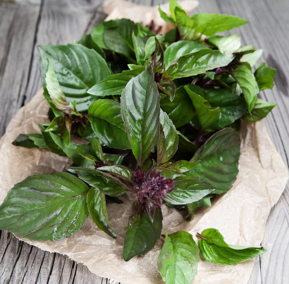 500++ Thai Basil Seeds (Ocimum basilicum) NON GMO HEIRLOOM SEEDS SHIP - €2,85 EUR