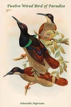 Seleucides Nigricans - Twelve-Wired Bird of Paradise by John Gould #2 - Art Prin - £17.68 GBP+