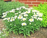 300 Seeds Silver Princess Seeds Dwarf Shasta Daisy Cut Flowers Container... - $8.99